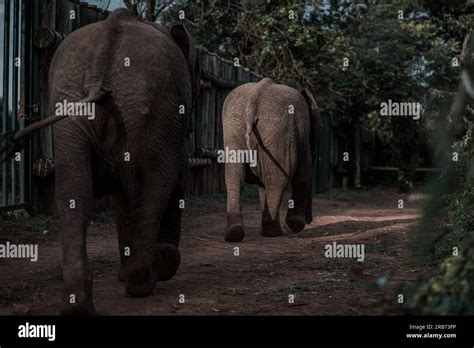 Sheldrick Wildlife Trust: Haven for Elephants & Rhinos.